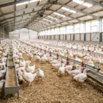 Bright, clean poultry barn with white chickens on dry bedding under natural light